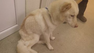 Divulgação / RSPCA