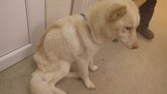 Divulgação / RSPCA