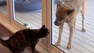 Reprodução / Redes Sociais