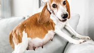 Homeward Trails Animal Rescue