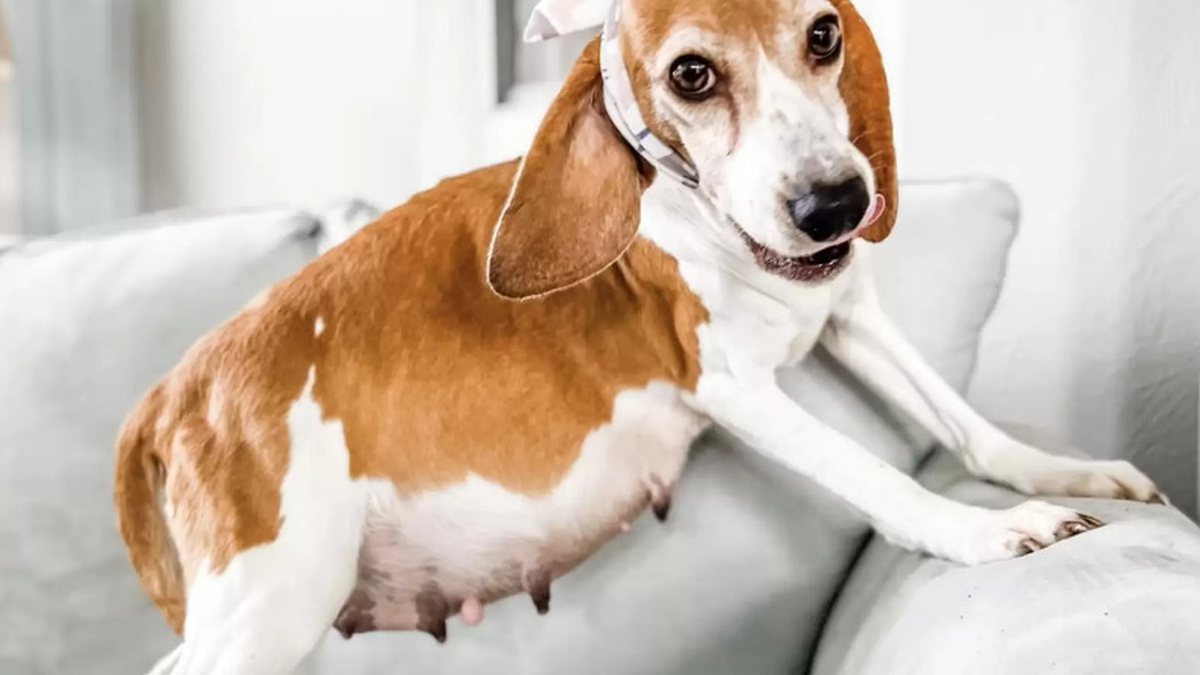 Cadela grávida ganha sessão de fotos; veja