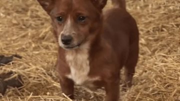 Reprodução / Redes Sociais