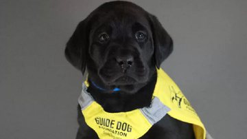 Divulgação / Guide Dog Foundation