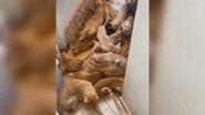 Imagem Vídeo: Mulher é presa em apartamento com 60 gatos em situação de calamidade: “Podridão”