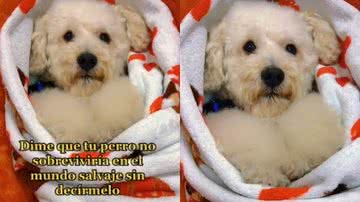 Reprodução / Redes Sociais