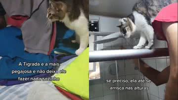 Imagem Homem é 'perseguido' por gatos dentro da própria casa; veja