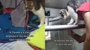 Imagem Homem é 'perseguido' por gatos dentro da própria casa; veja