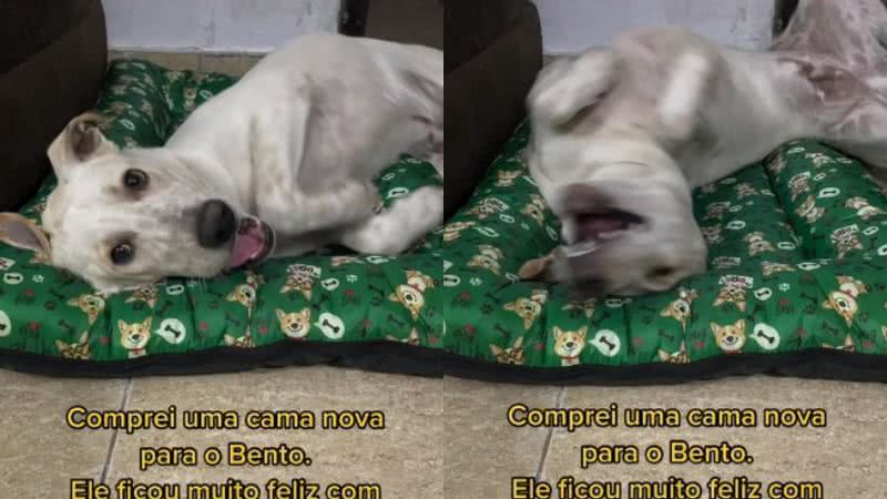 V deo Tutora Compra Caminha Para Cachorro E Depois Chora Ao Ver O Que 