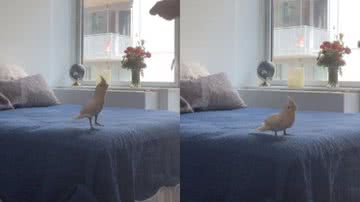 Reprodução / Redes Sociais