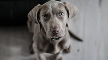 Foto Ilustrativa/Pexels