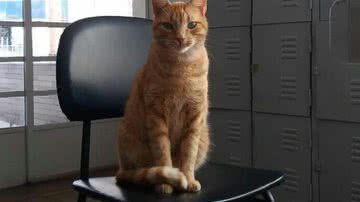 Reprodução / Redes Sociais