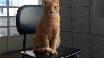 Reprodução / Redes Sociais