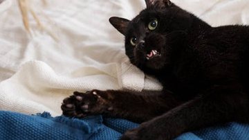 Reprodução/TikTok @gatoscremosos