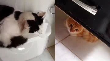 Reprodução/TikTok @terapeutaluaevaristo0