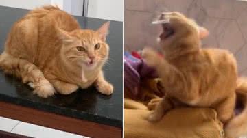 Reprodução/TikTok @fernanda.marcelaa