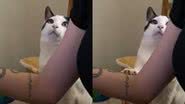 Reprodução/TikTok @cahhmm
