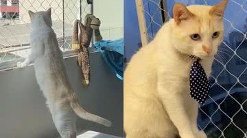 Reprodução/TikTok @nicoestagicat