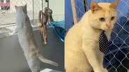 Reprodução/TikTok @nicoestagicat