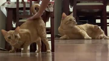 Reprodução/TikTok @medvetjoy