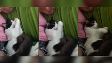 Imagem Gato ‘bate palmas’ durante parabéns mas logo se cansa com música 'eterna'; assista