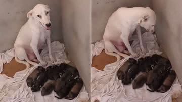 Reprodução/TikTok @lucianacardoso025