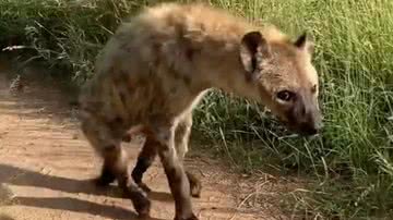 Reprodução/Instagram @bush_maniac