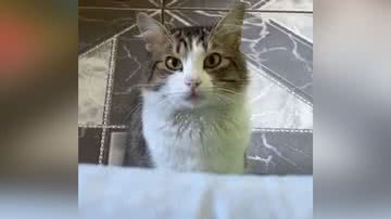 Reprodução/TikTok @jaydaniel222