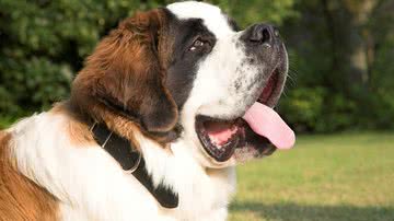 Foto Ilustrativa/Pixabay