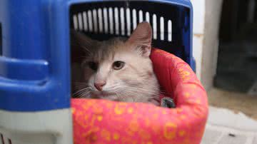 Valter Campanato/Agência Brasil