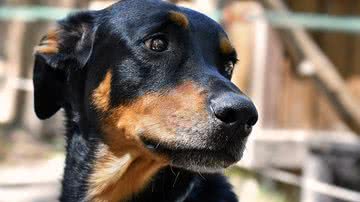 Foto Ilustrativa/Pixabay