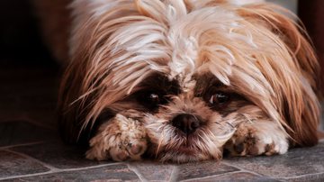 Foto Ilustrativa/Pexels