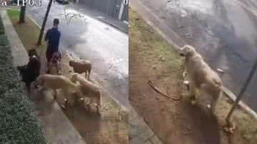 Reprodução/TikTok @nataliacmaximo