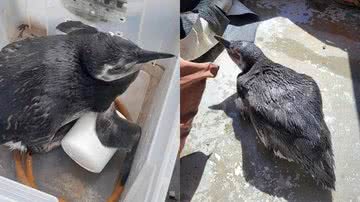 Divulgação/Guarda Civil Municipal de Salvador