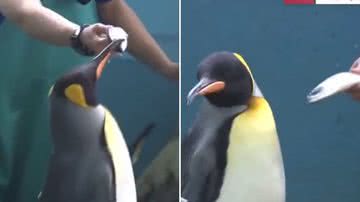 Reprodução/Twitter @UzalaAntifa