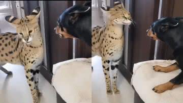 Reprodução/Twitter @hitmonvers