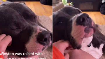 Reprodução/TikTok @bethdc7