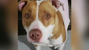 Reprodução/Instagram @procura_se_doroteia