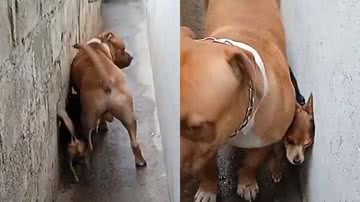 Reprodução/TikTok @sabrigabi1