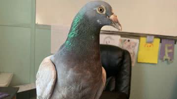 Reprodução/TikTok @monroecountyshelter