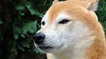 Foto Ilustrativa/Pixabay