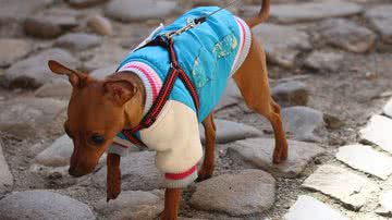 Foto Ilustrativa/Pixabay