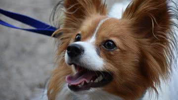 Foto Ilustrativa/Pixabay