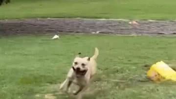 Reprodução/Instagram @jsaraceno