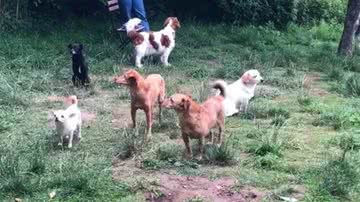 Reprodução/TikTok @qilastiktok