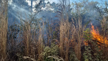 Divulgação/17° GBM