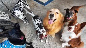 Reprodução/TikTok @giulianaciambarella1