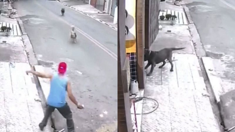 Imagem Tutor salva cachorro de ataque de "cão gigante" e câmera de segurança flagra momento; assista