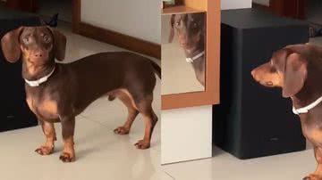 Reprodução/TikTok @salsichadepacoca