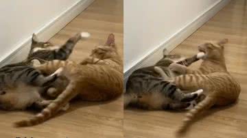 Reprodução/TikTok @duquesathekitty