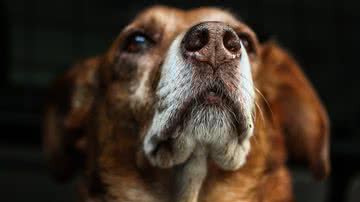 Foto Ilustrativa/Pixabay